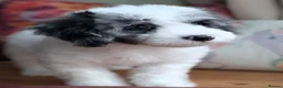 Bernedoodle dogs for sale: True Miniature sized Bernedoodles  - Advert 3
