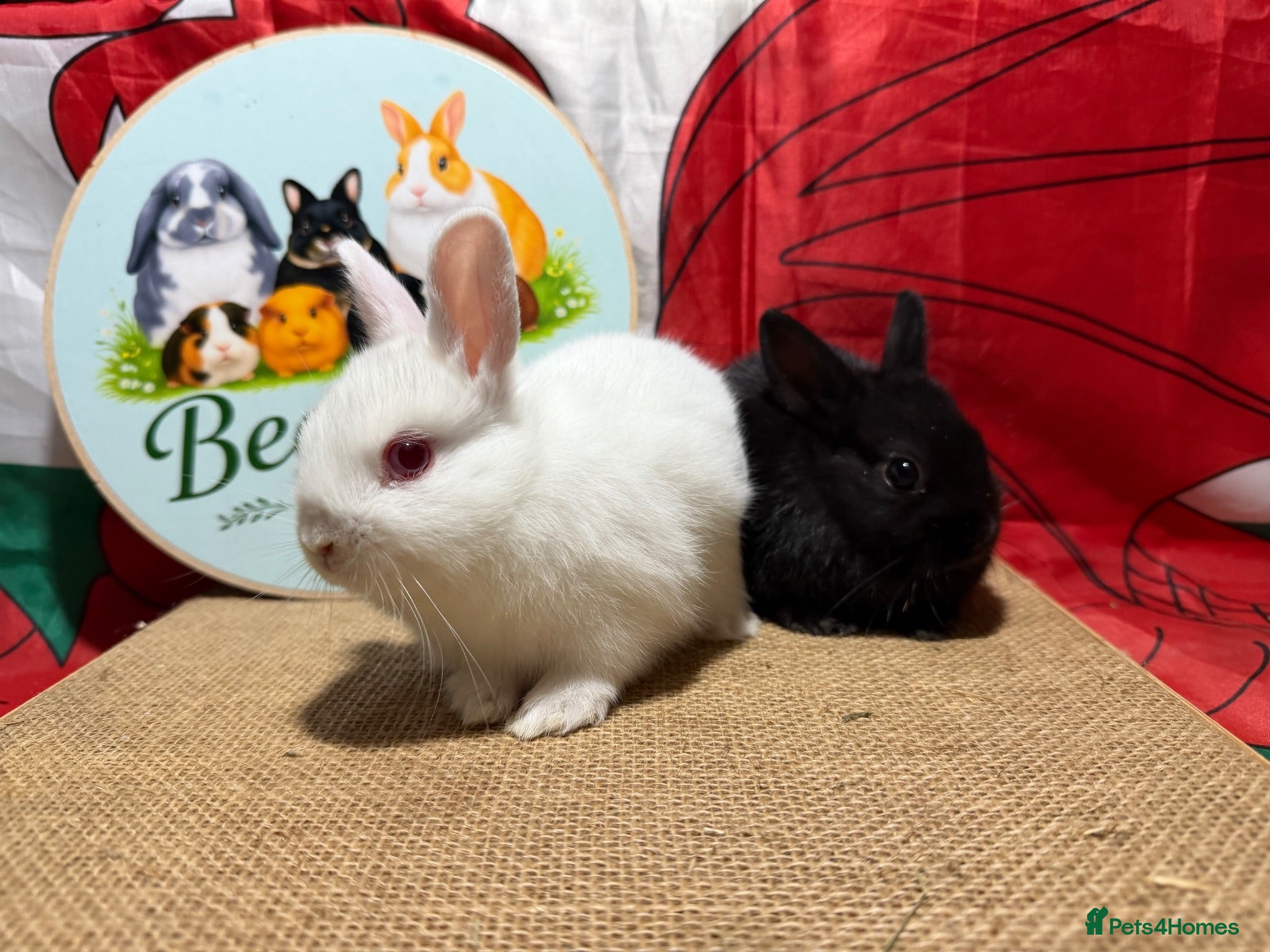 Netherland Dwarf rabbits Gorgeous pure bred Netherland dwarfs - Advert 2
