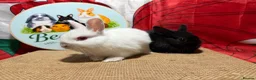 Netherland Dwarf rabbits for sale: Gorgeous pure bred Netherland dwarfs - Advert 2
