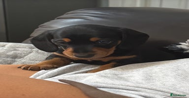 Miniature Dachshund dogs - Advert 2