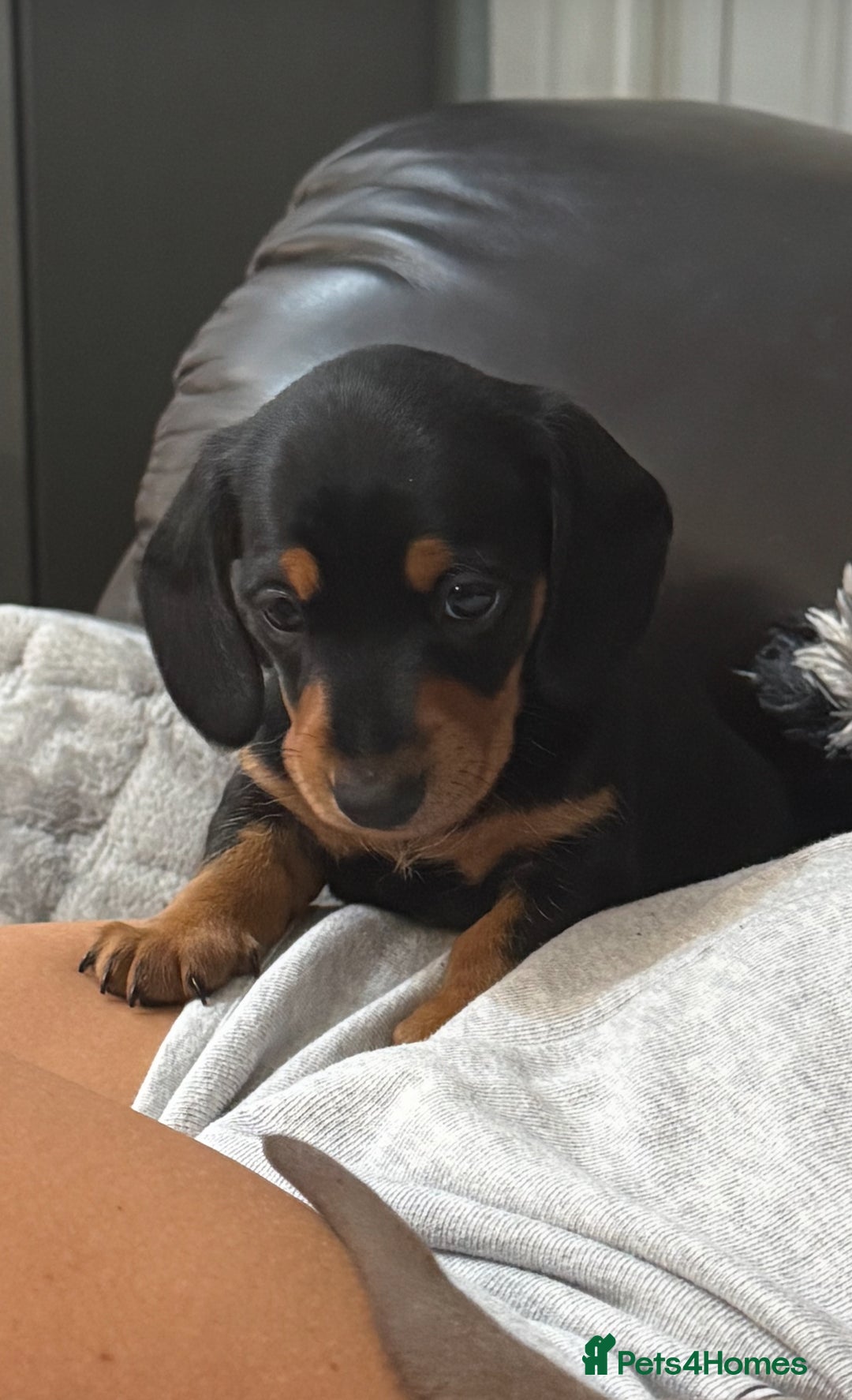 Miniature Dachshund dogs for sale: Gorgeous KC reg miniature Dachshund puppies  - Image 4
