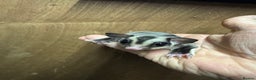 Sugar Glider rodents for sale: Baby gliders ready now  - Advert 1