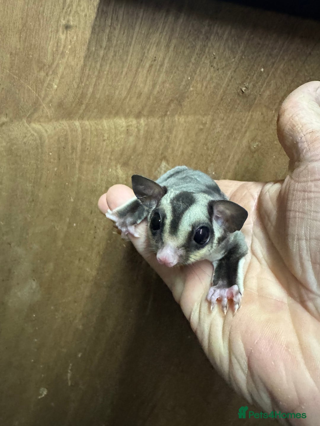 Sugar Glider rodents for sale: Baby gliders ready now  - Advert 1