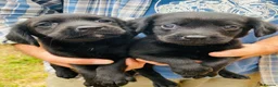 Cockerdor dogs for sale: Cockerdor / Cockador Puppies - Advert 3