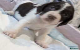 English Springer Spaniel dogs for sale: Liver/whitee Springer Spaniels - Image 2
