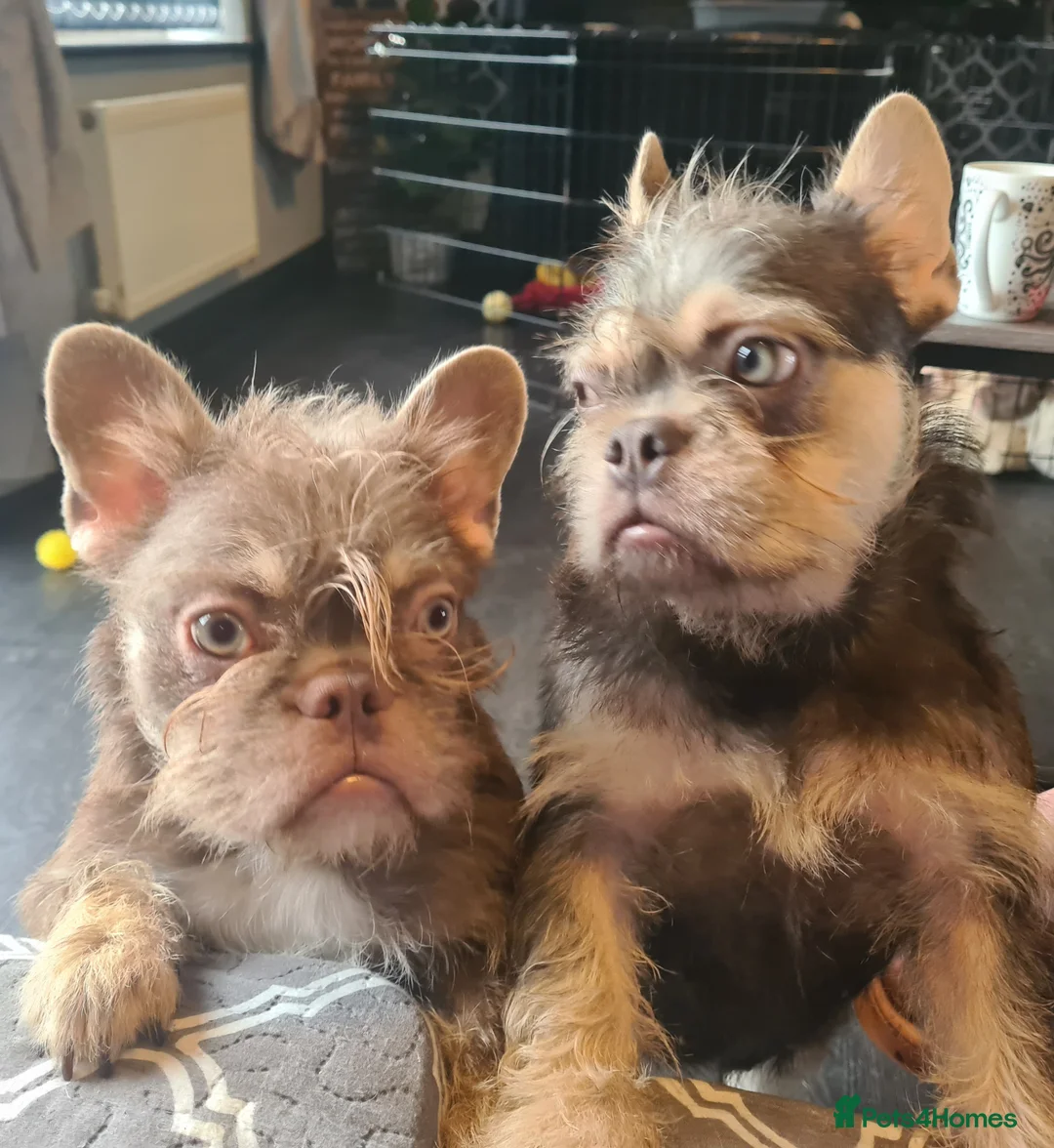 French Bulldog dogs for sale: Furnished french bulldog puppies  - Advert 1