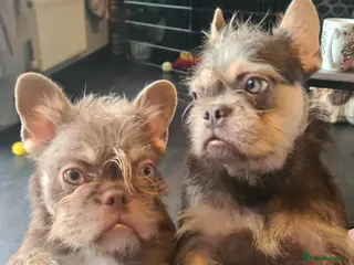 French Bulldog dogs Furnished french bulldog puppies - Advert 17