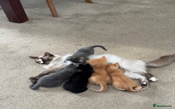 Ragdoll cats for sale: Ragdoll cross kittens - Image 6