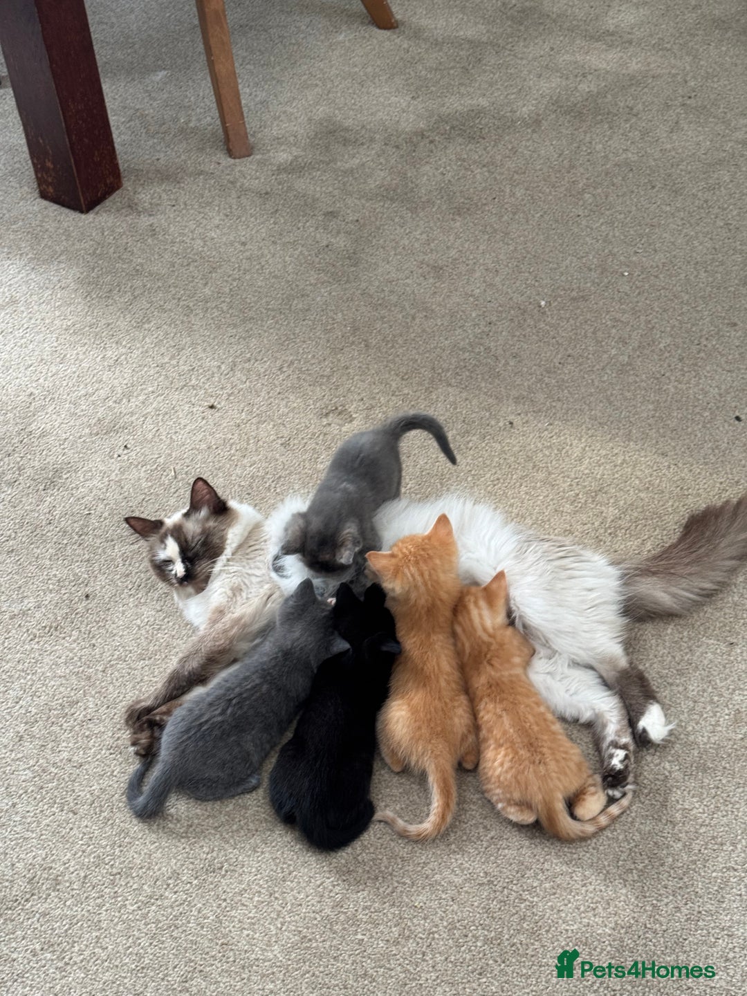 Ragdoll cats for sale: Ragdoll cross kittens - Image 6