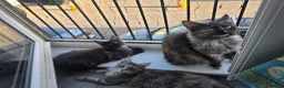 Maine Coon cats for sale: XL Maine coons available!  - Advert 7