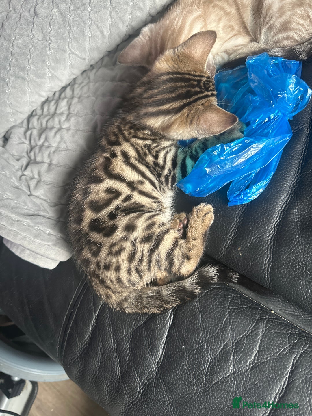 Bengal cats for sale: Stunning Bengal kittens - Image 13