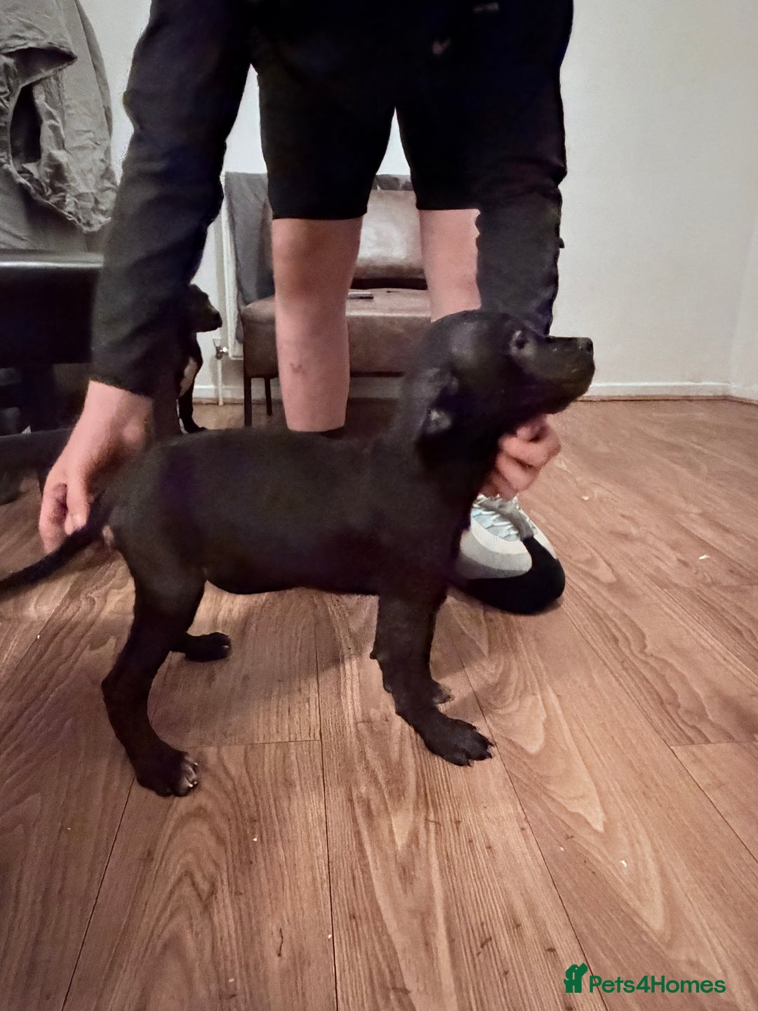 Cane Corso dogs for sale: Cane corso puppies - Advert 2