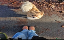Pomeranian dogs for sale: Looking for my forever home ❤️ - Image 7