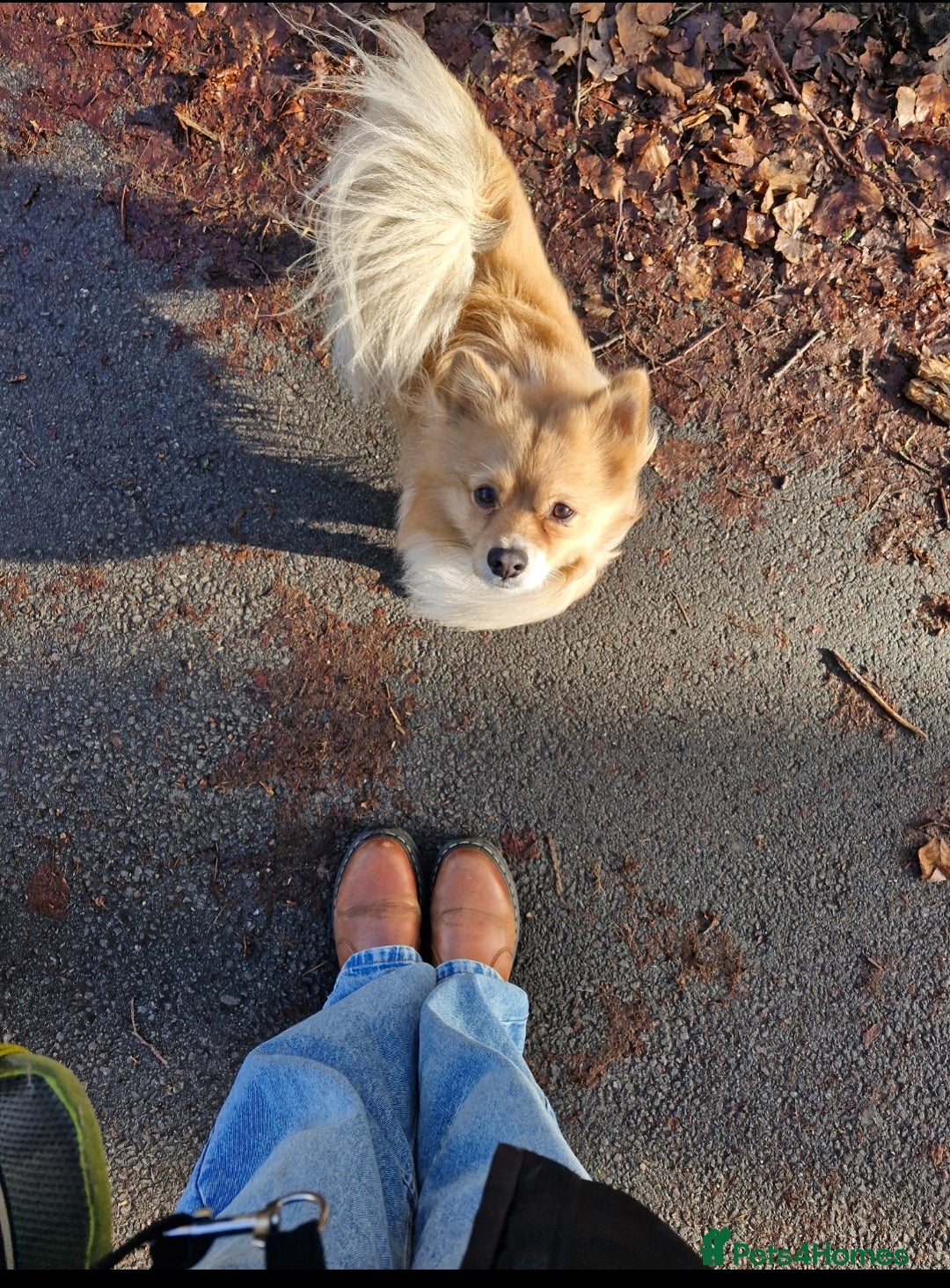 Pomeranian dogs for sale: Looking for my forever home ❤️ - Image 7