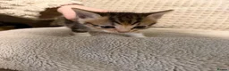 Domestic Shorthair cats for sale: Domestic Shorthair Ginger Kittens  - Advert 10