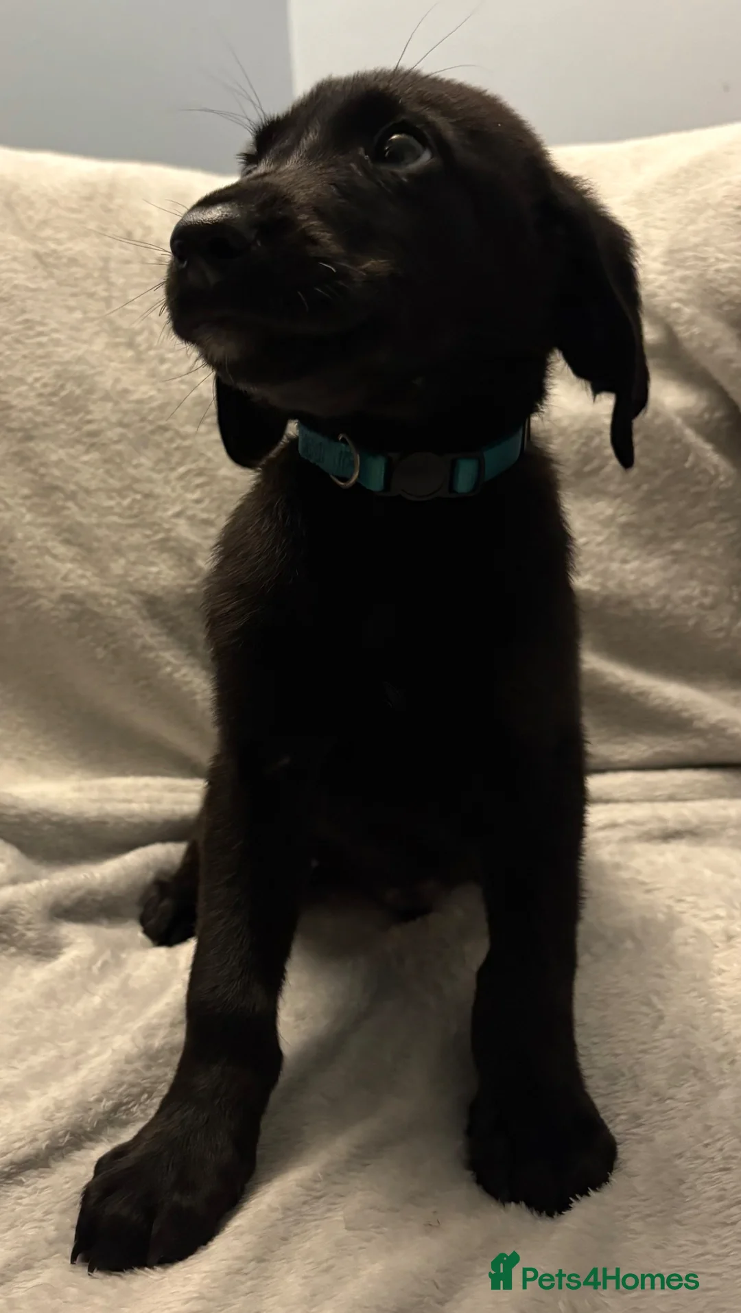 Labrador Retriever dogs for sale: Labrador retriever puppies - Advert 2