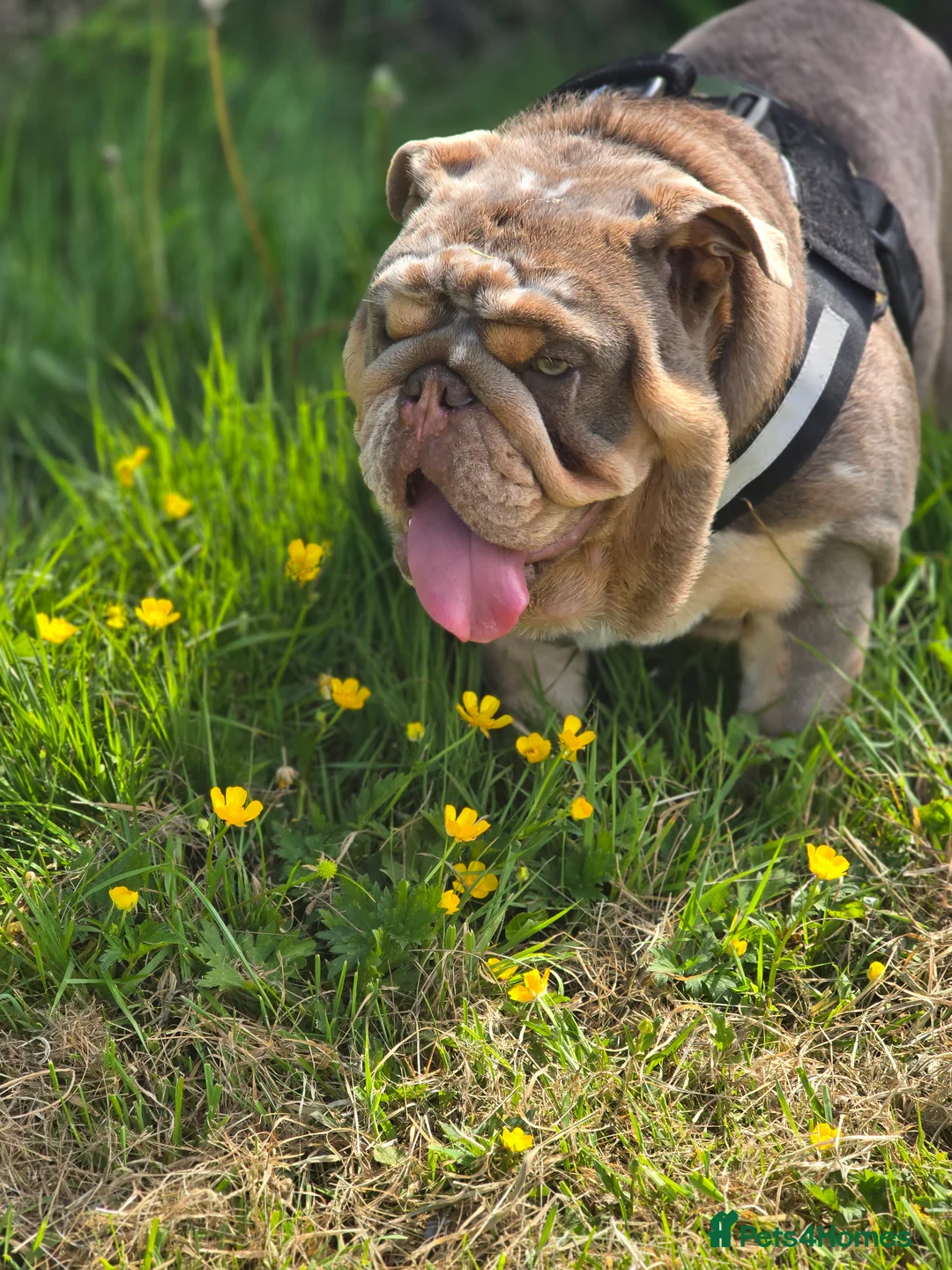 English Bulldog dogs for stud: The Scouse General - Advert 6