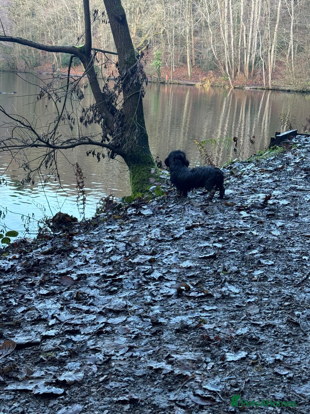 Miniature Dachshund dogs for sale: KC reg Female Wire Haired Mini Dachshund  - Advert 9