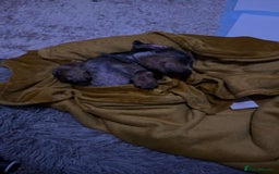 Dachshund dogs for sale: Blue dapple dashund puppy   - Advert 3