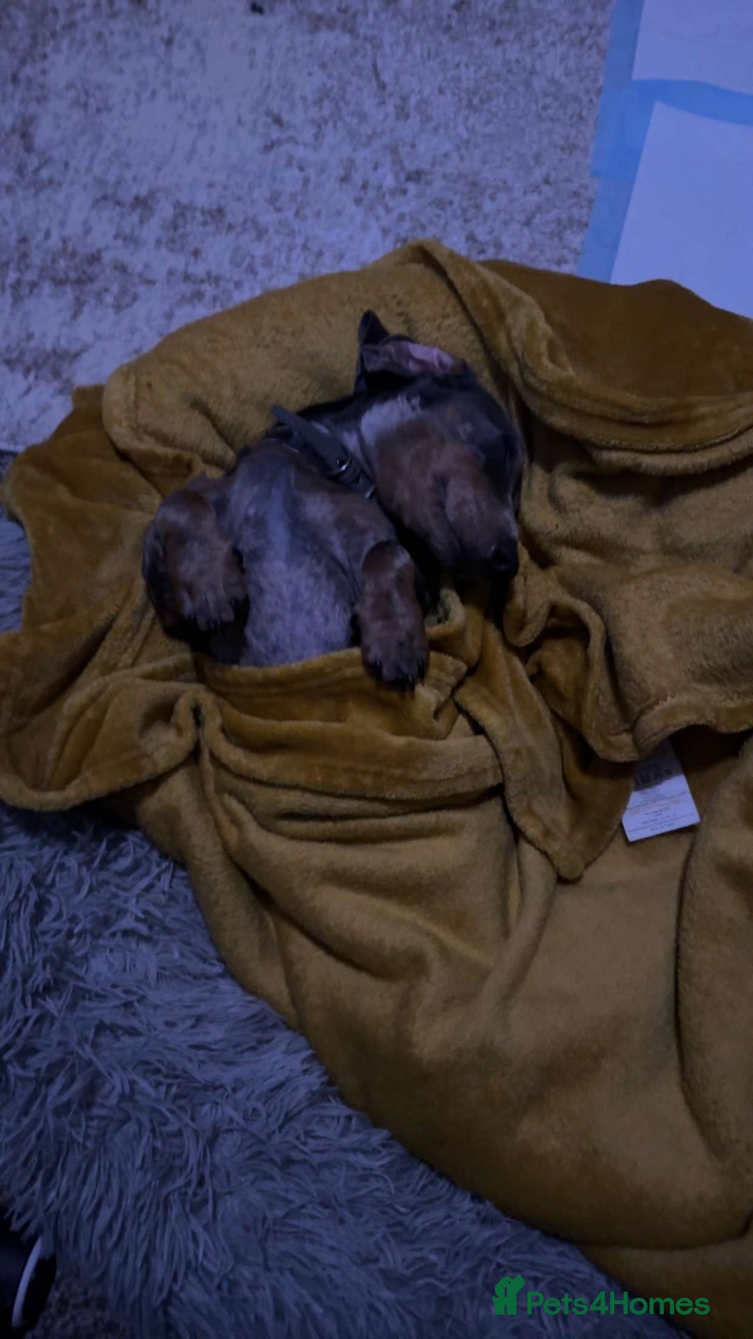 Dachshund dogs for sale: Blue dapple dashund puppy   - Advert 3