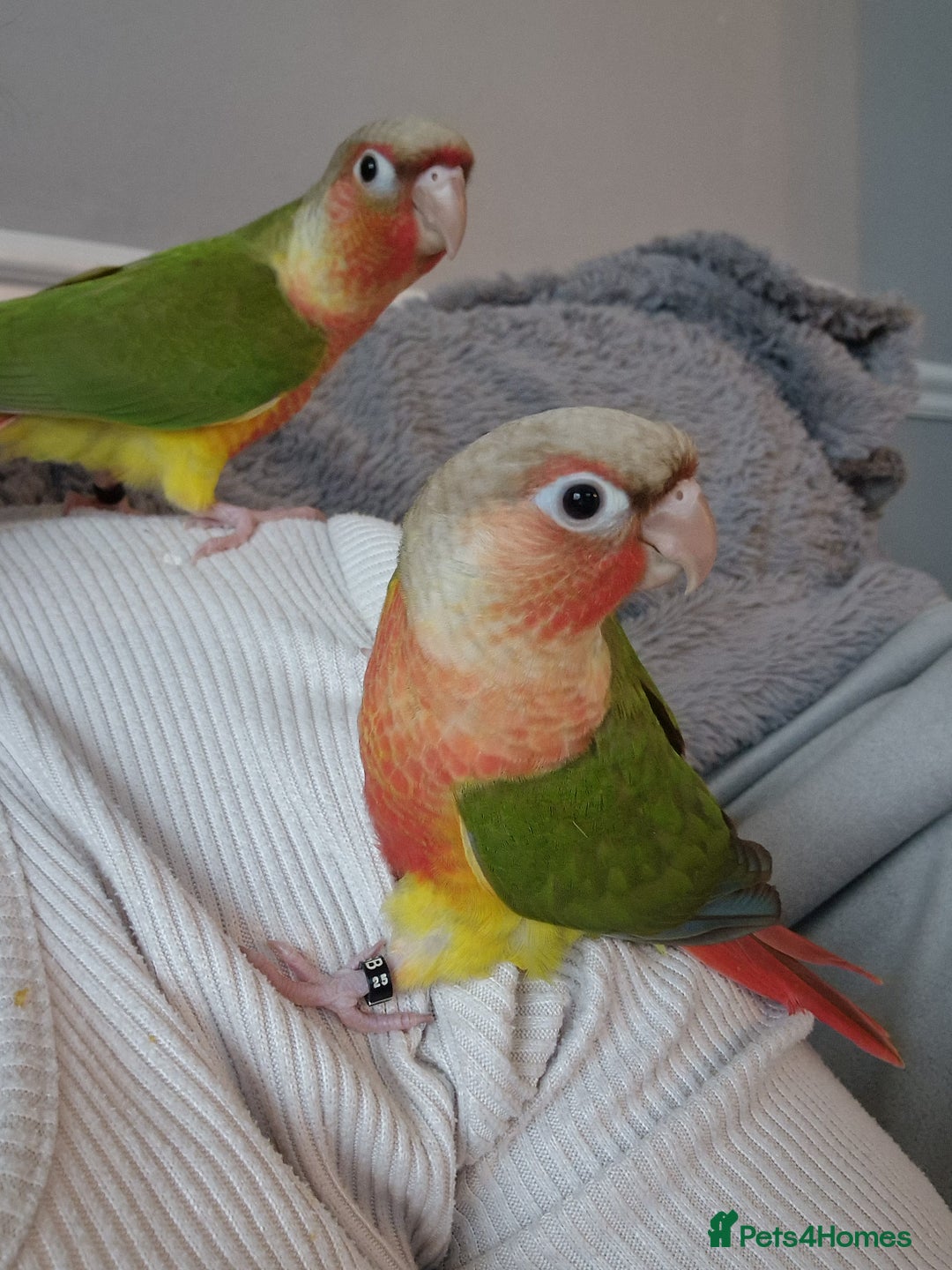Conures birds for sale: Beautiful fully hand reared conure baby's  - Advert 20