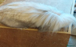Mini Lion Lop rabbits for sale: Pure bred Dm mini lionlop buck  - Image 5