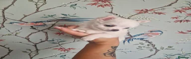 Little mouse 