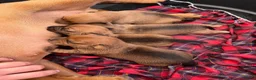 Jack Russell dogs for sale: Jack Russel Puppies  in Weymouth - Advert 2