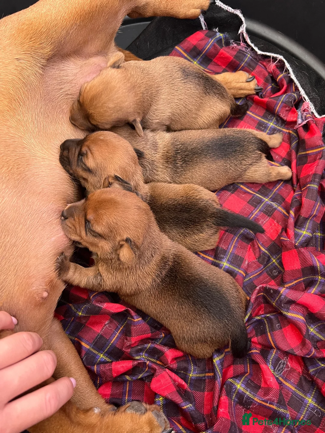 Jack Russell dogs for sale: Jack Russel Puppies  in Weymouth - Advert 2