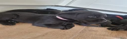 Labrador Retriever dogs for sale: Black Lab Pups INT FT Ch Sire Champion Bloodlines - Advert 21