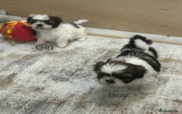 Shih Tzu dogs for sale: Gorgeous full breed Shih Tzu puppies - Image 11