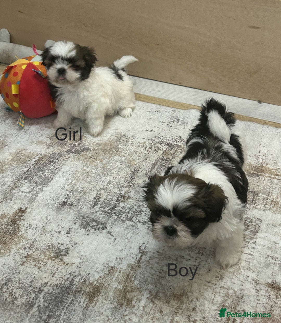 Shih Tzu dogs for sale: Gorgeous full breed Shih Tzu puppies - Image 11