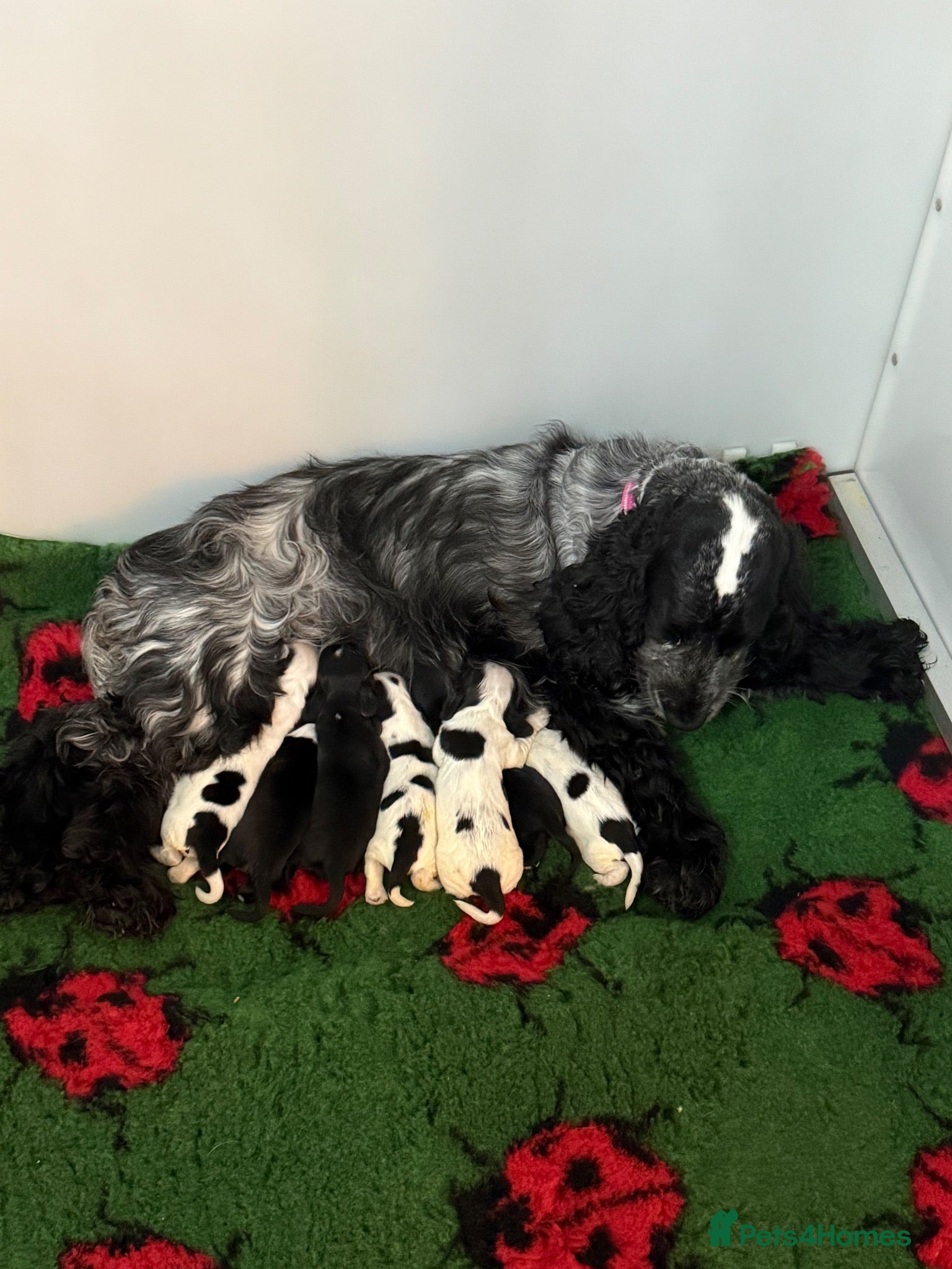 Cocker Spaniel dogs Quality show cocker spaniel puppies available - Advert 1