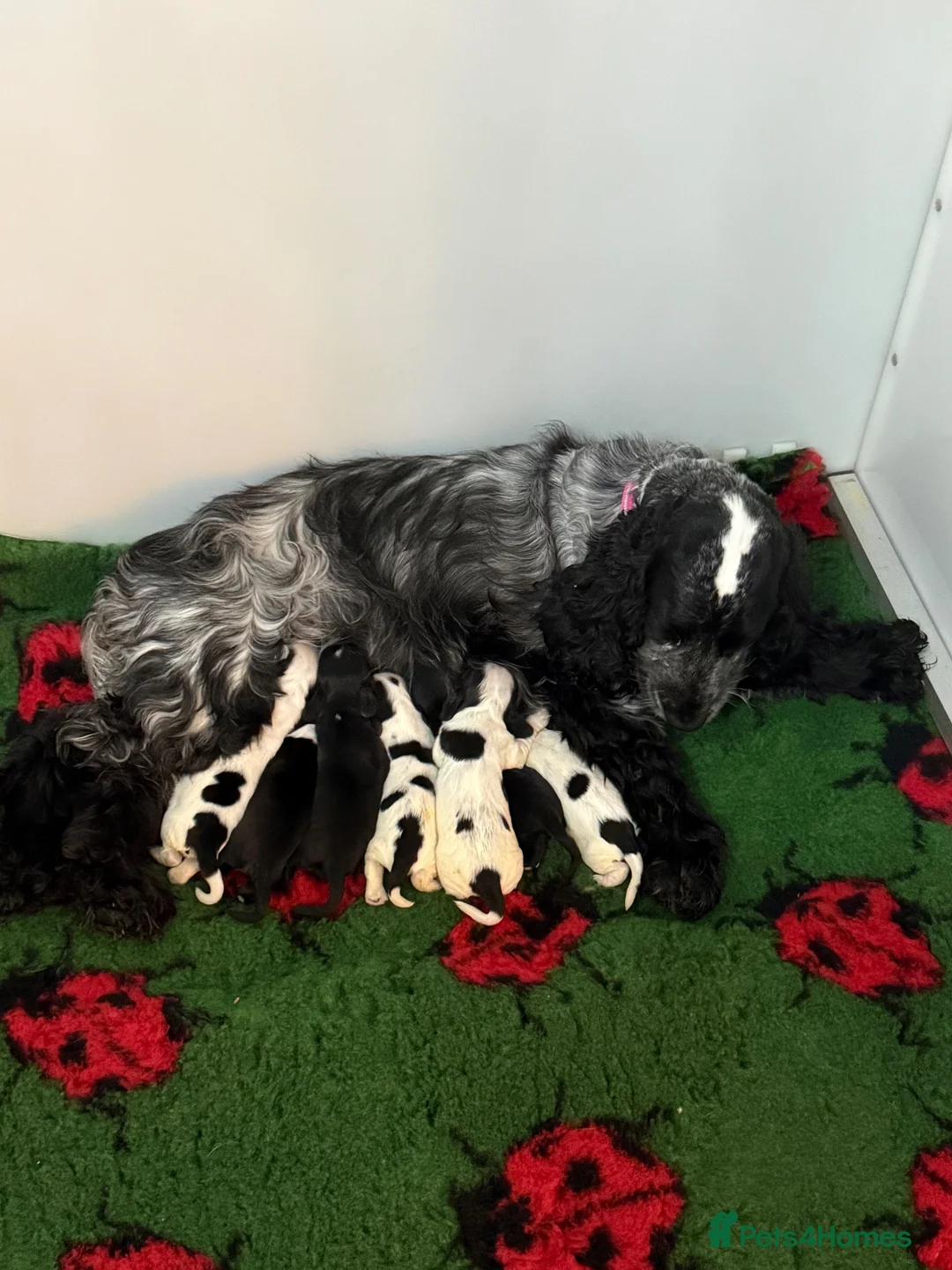 Cocker Spaniel dogs for sale: Quality show cocker spaniel puppies available - Advert 2