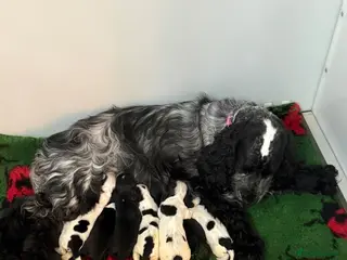 Cocker Spaniel dogs Quality show cocker spaniel puppies available - Advert 16