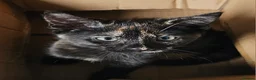 Mixed Breed cats for sale: 3  kittens😸 ready to go dad white angora mum toby - Advert 12