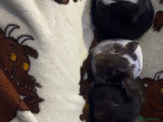 Guinea Pig rodents Baby guinea pigs - Advert 17