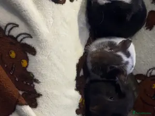 Guinea Pig rodents Baby guinea pigs - Advert 19