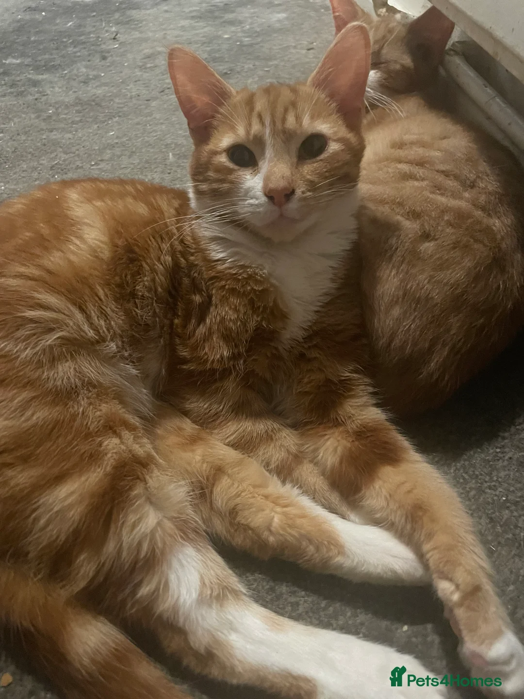 Mixed Breed cats for sale: Kittens - Advert 2