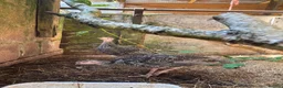 Turkeys poultry for sale: Turkey Poults in Crediton - Advert 1