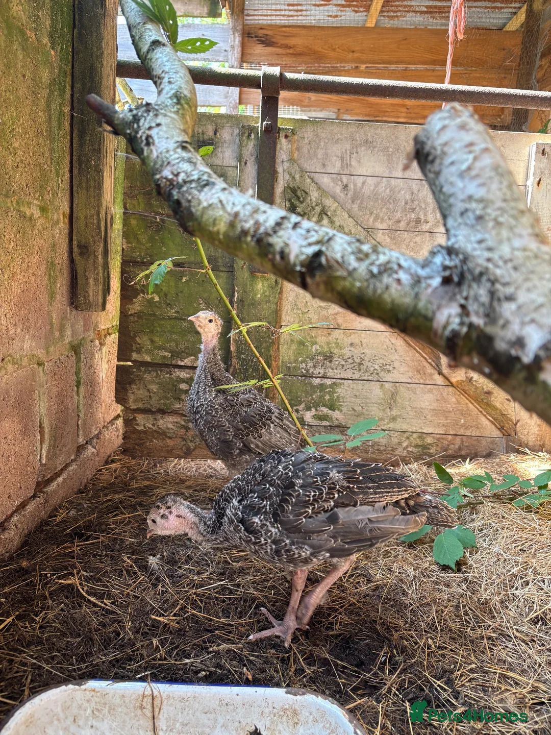 Turkeys poultry for sale: Turkey Poults in Crediton - Advert 1
