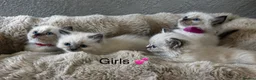 Ragdoll cats for sale: READY Sunday cute full ragdoll kittens 2 left - Advert 16