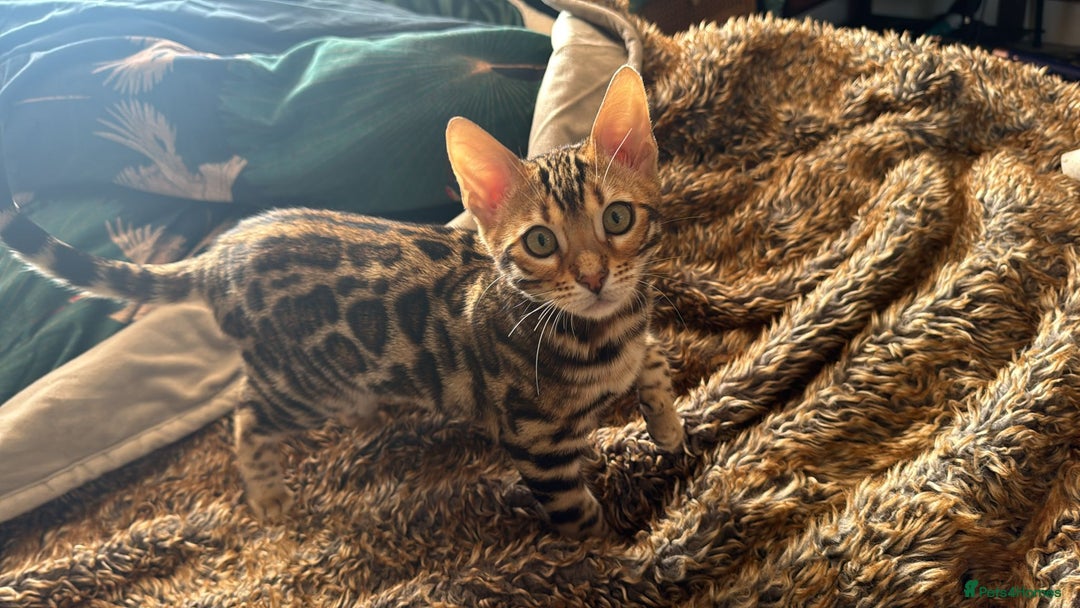 Bengal cats for sale: ✨️2 Kittens left! 🐱 in Berkhamsted - Image 13