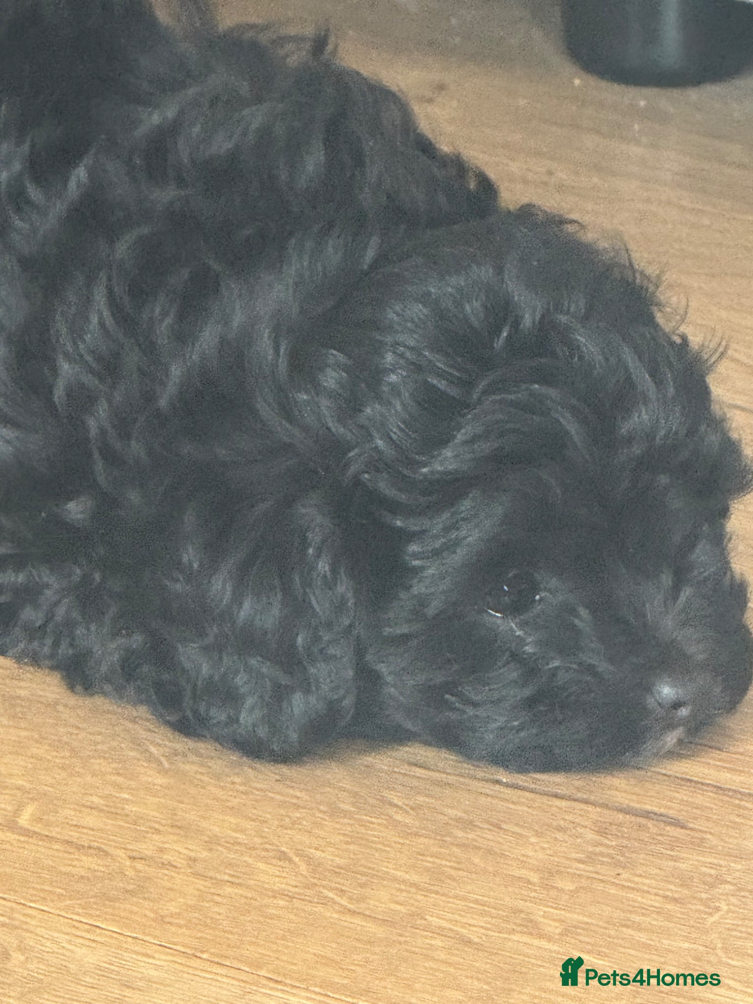 Maltipoo dogs Beautiful small Maltipoos (Asian poodle) f1 💙💙 - Advert 11