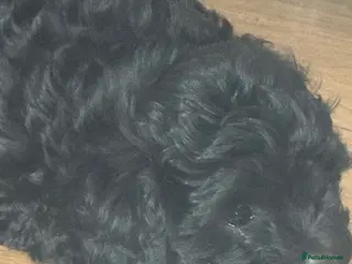 Maltipoo dogs Beautiful small Maltipoos (Asian poodle) f1 💙💙 - Advert 11