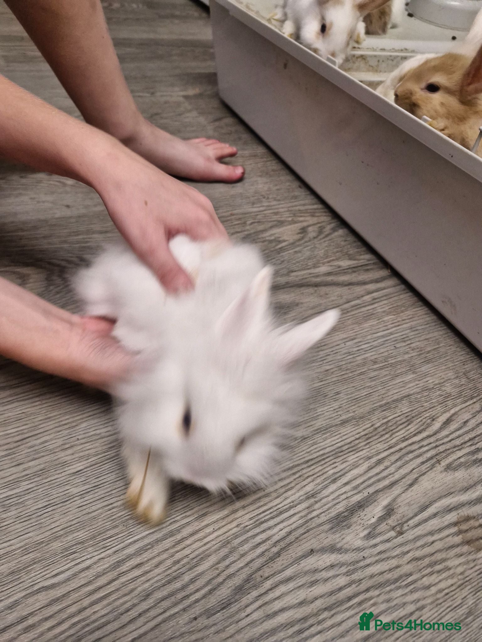 Mini Lion Lop rabbits Baby rabbits  - Advert 9