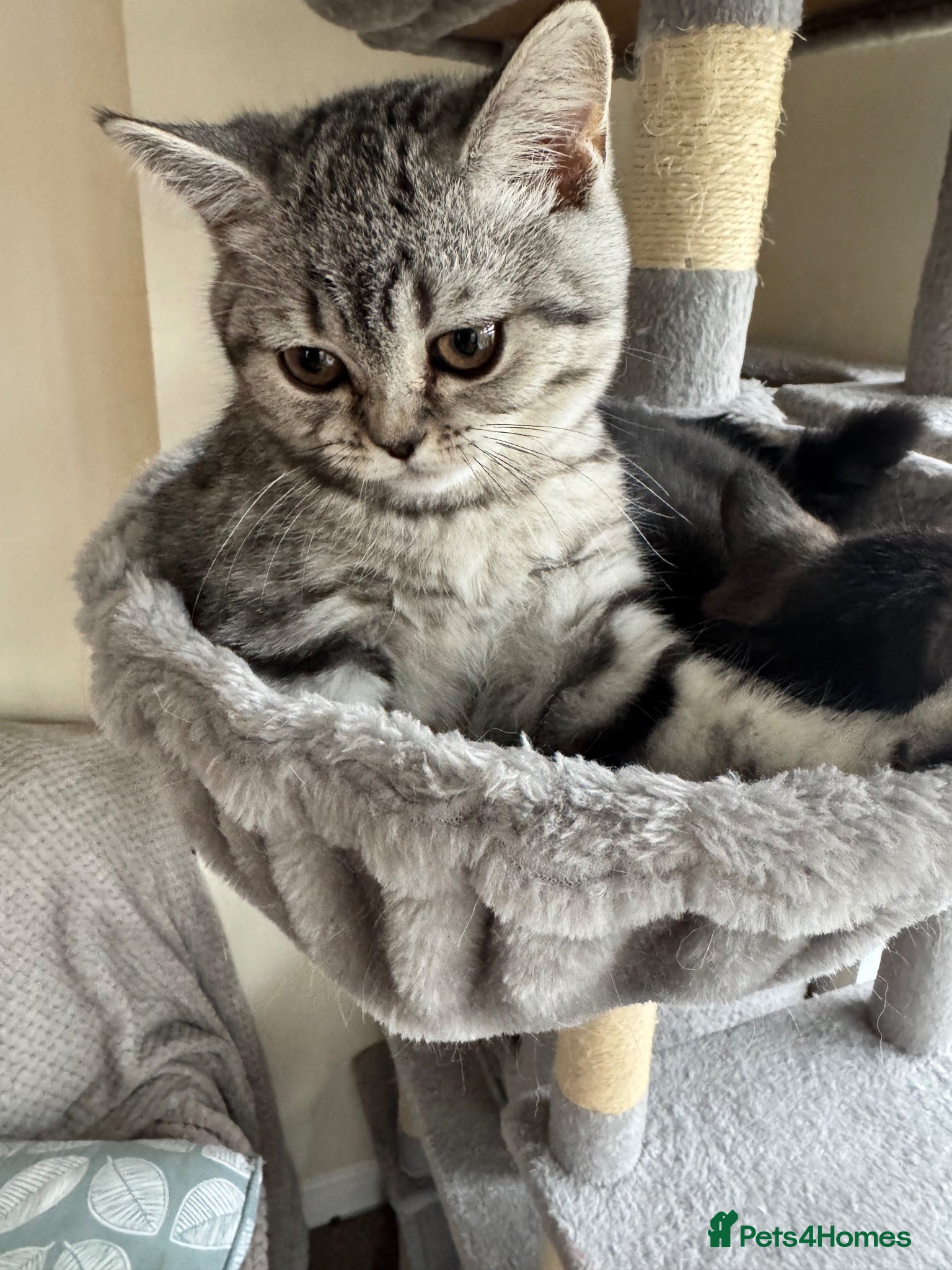 Mixed Breed cats British shorthair kitten - Advert 12