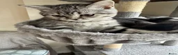 Mixed Breed cats for sale: British shorthair kitten - Advert 1