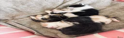 Domestic Shorthair cats for sale: 4 Female kitten  - Advert 7