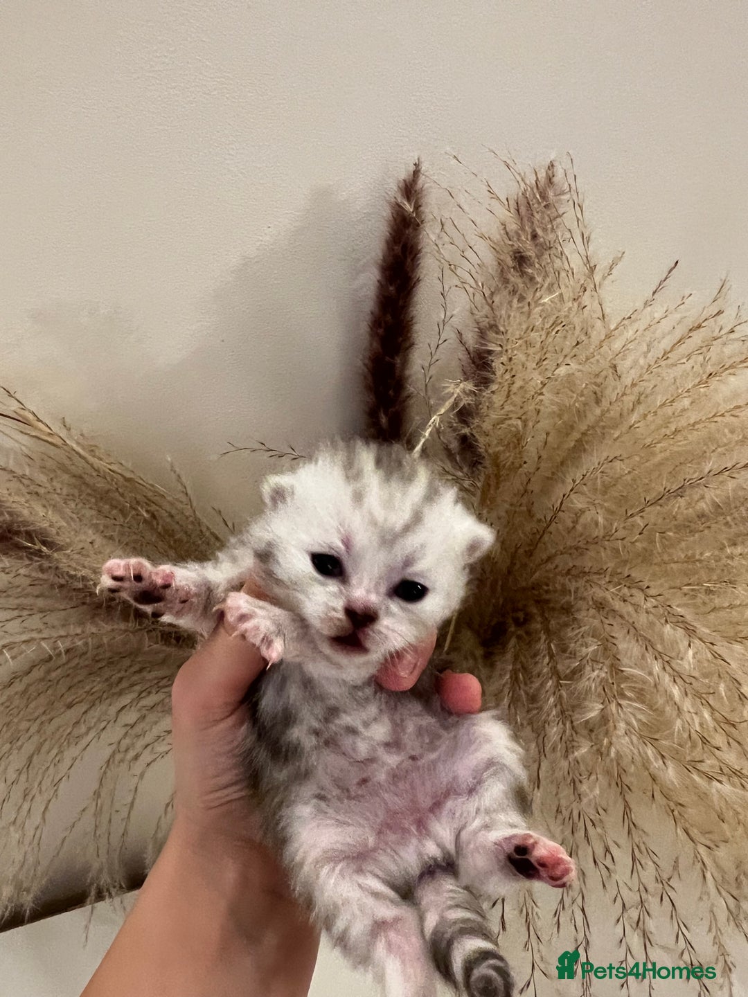 British Shorthair cats for sale:  Beautiful British Shorthair Kittens Available 🐾 - Advert 12